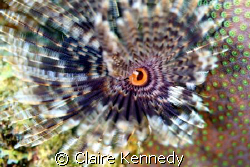 Owl's Eye - not really, but these social feather dusters ... by Claire Kennedy 